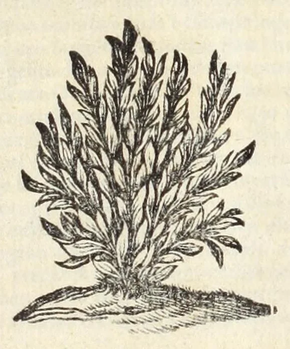 An illustration from Alexandri Donati e Societate Jesu, Roma vetus ac recens, utriusque aedificiis illustrata : in multis locis aucta, castigatior reddita, indice locupletissimo, & figuris aeneis illustrata, 1695, leaf 9