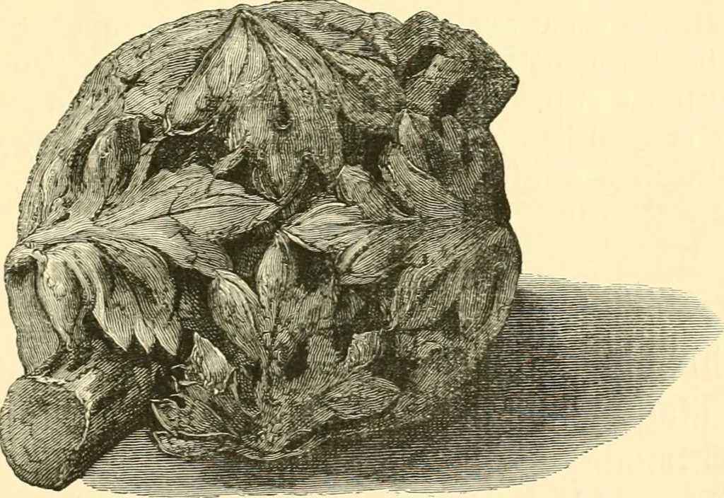 An illustration from The Alfred jewel: an historical essay, 1901, leaf 230