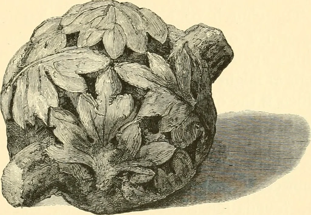 An illustration from The Alfred jewel: an historical essay, 1901, leaf 232