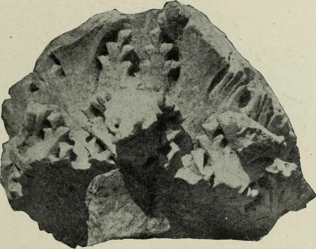 An illustration from Altai-Iran und VÃ¶lkerwanderung : ziergeschichtliche Untersuchungen Ã¼ber die Eintritt der Wander- und NordvÃ¶lker in die TreibhÃ¤user geistigen Lebens, 1917, leaf 174