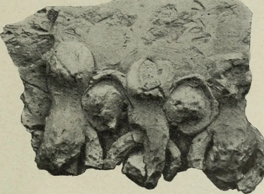 An illustration from Altai-Iran und VÃ¶lkerwanderung : ziergeschichtliche Untersuchungen Ã¼ber die Eintritt der Wander- und NordvÃ¶lker in die TreibhÃ¤user geistigen Lebens, 1917, leaf 306