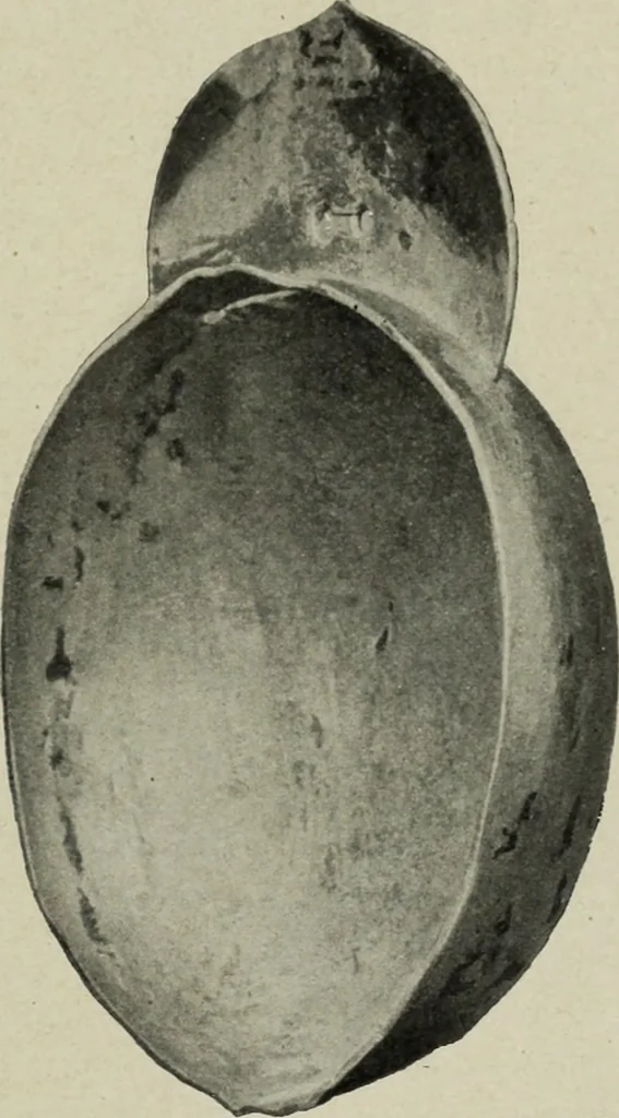 An illustration from Altai-Iran und VÃ¶lkerwanderung : ziergeschichtliche Untersuchungen Ã¼ber die Eintritt der Wander- und NordvÃ¶lker in die TreibhÃ¤user geistigen Lebens, 1917, leaf 32