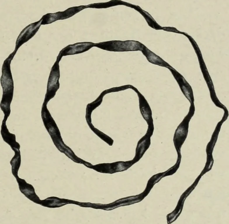 An illustration from Altai-Iran und VÃ¶lkerwanderung : ziergeschichtliche Untersuchungen Ã¼ber die Eintritt der Wander- und NordvÃ¶lker in die TreibhÃ¤user geistigen Lebens, 1917, leaf 66