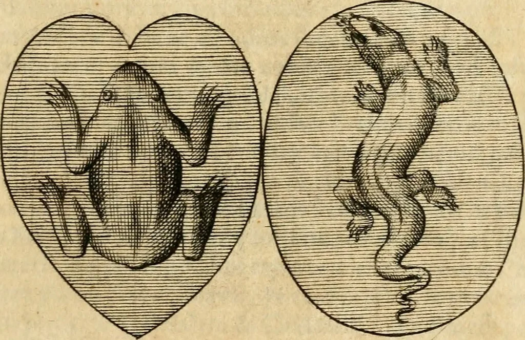 An illustration from Ambrae historiam : ad omnipotentis Dei gloriam et hominum sanitatem, 1666, leaf 40