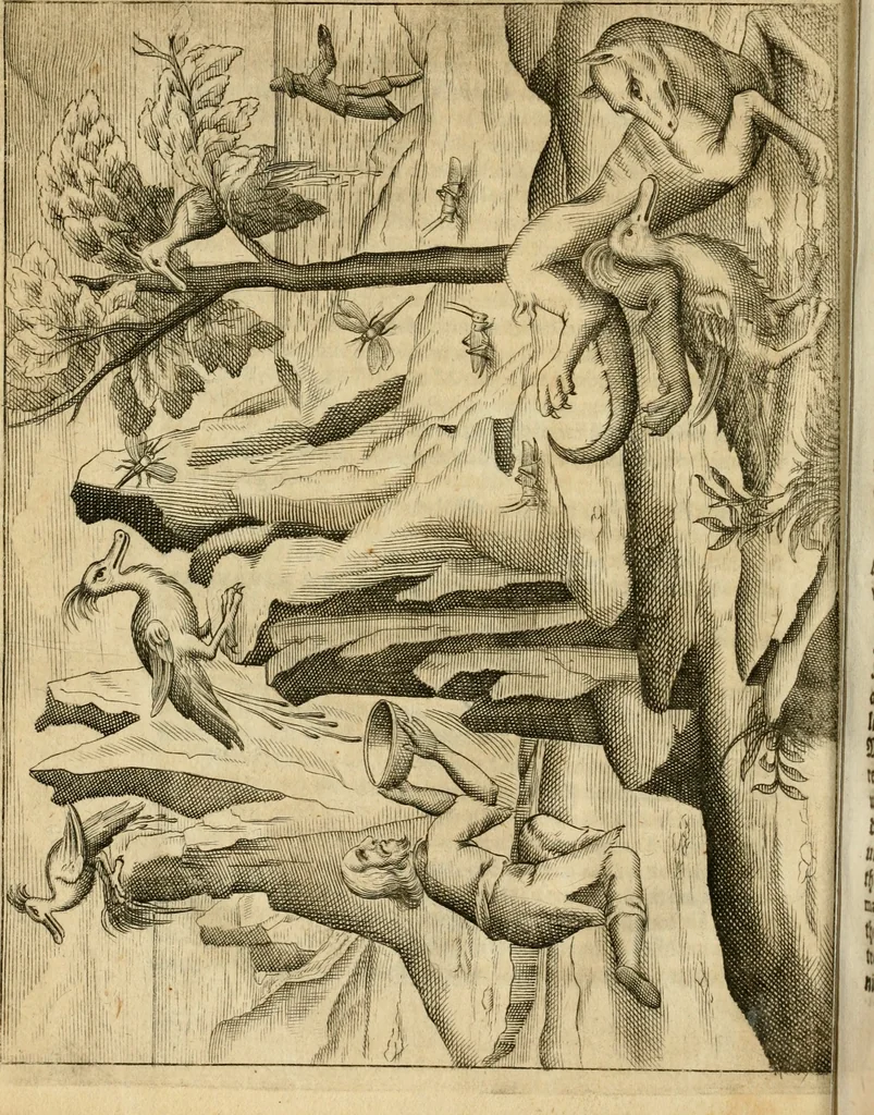 An illustration from Ambrae historiam : ad omnipotentis Dei gloriam et hominum sanitatem, 1666, leaf 57