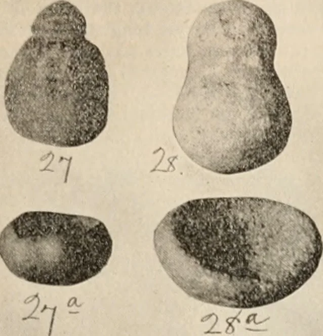 An illustration from The American archaeologist [serial], 1898, leaf 210