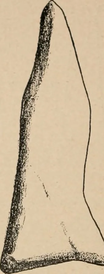 An illustration from The American archaeologist [serial], 1898, leaf 33