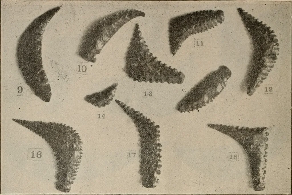 An illustration from The American archaeologist [serial], 1898, leaf 331