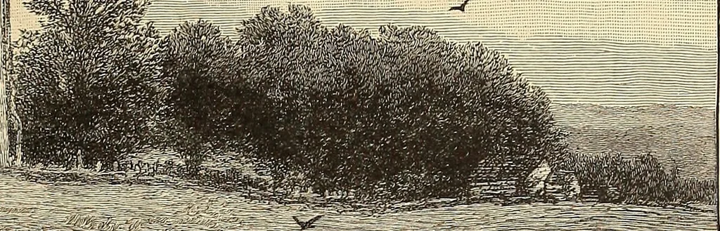 An illustration from American art and American art collections; essays on artistic subjects, 1889, leaf 166