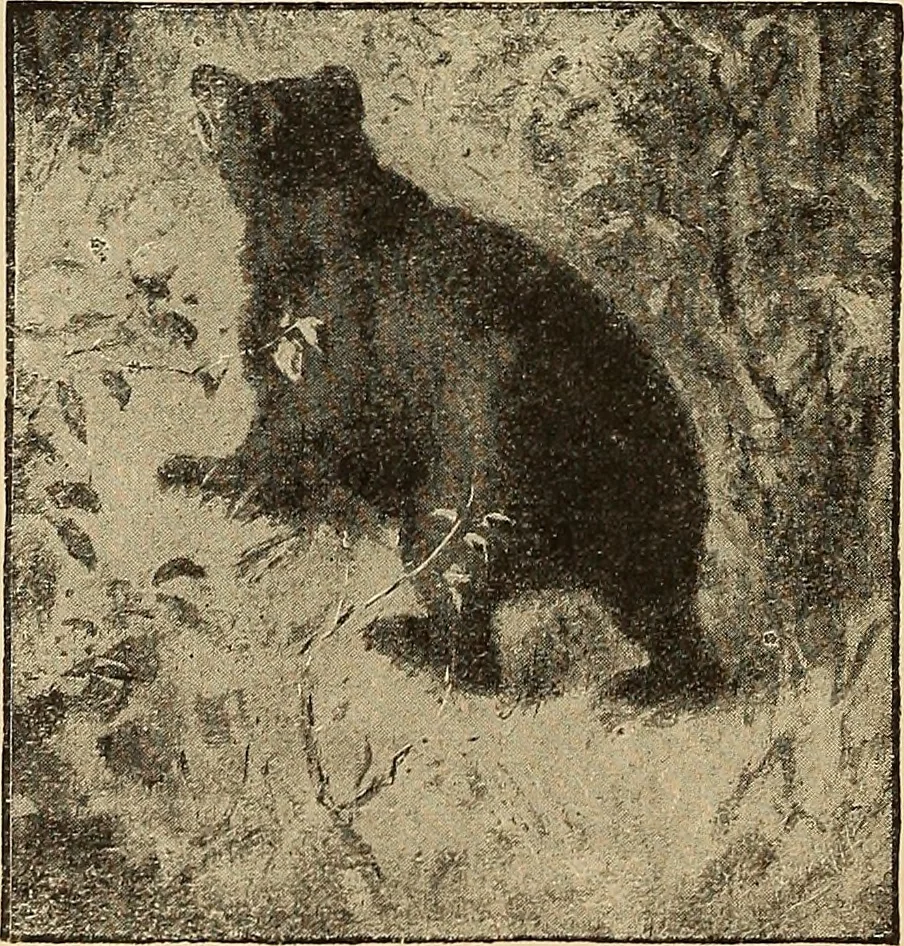 An illustration from American art and American art collections; essays on artistic subjects, 1889, leaf 177