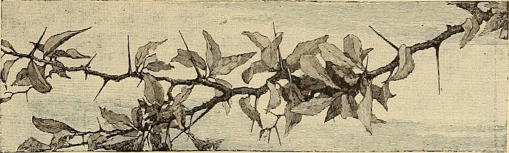An illustration from American art and American art collections; essays on artistic subjects, 1889, leaf 384