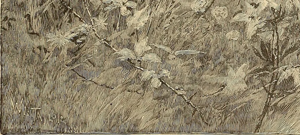 An illustration from American art and American art collections; essays on artistic subjects, 1889, leaf 386
