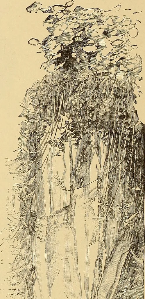 An illustration from American art and American art collections; essays on artistic subjects, 1889, leaf 478