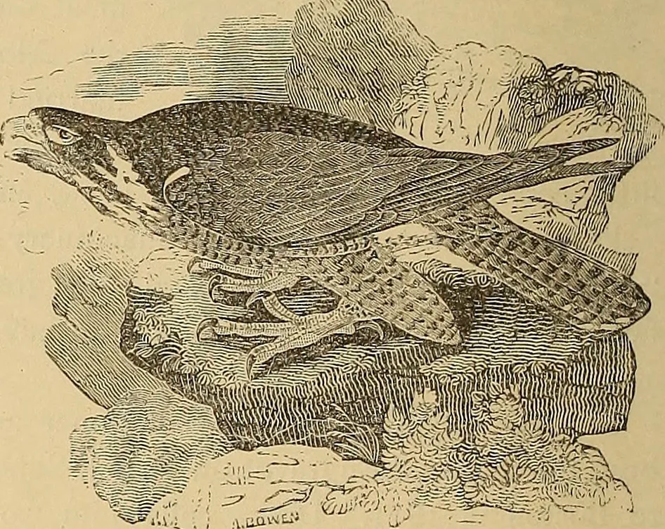 An illustration from American art and American art collections; essays on artistic subjects, 1889, leaf 523