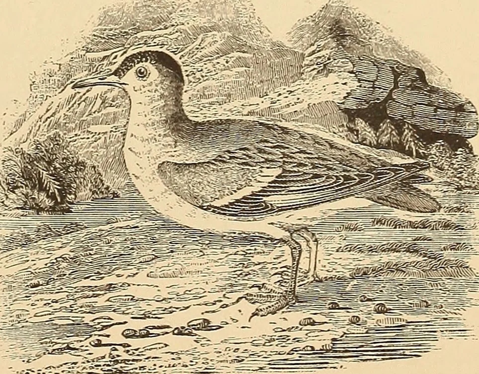 An illustration from American art and American art collections; essays on artistic subjects, 1889, leaf 542