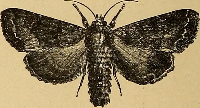 An illustration from American art and American art collections; essays on artistic subjects, 1889, leaf 583