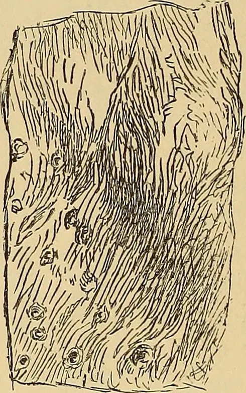 An illustration from American art and American art collections; essays on artistic subjects, 1889, leaf 107