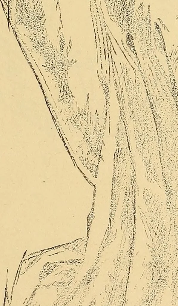 An illustration from American art and American art collections; essays on artistic subjects, 1889, leaf 172