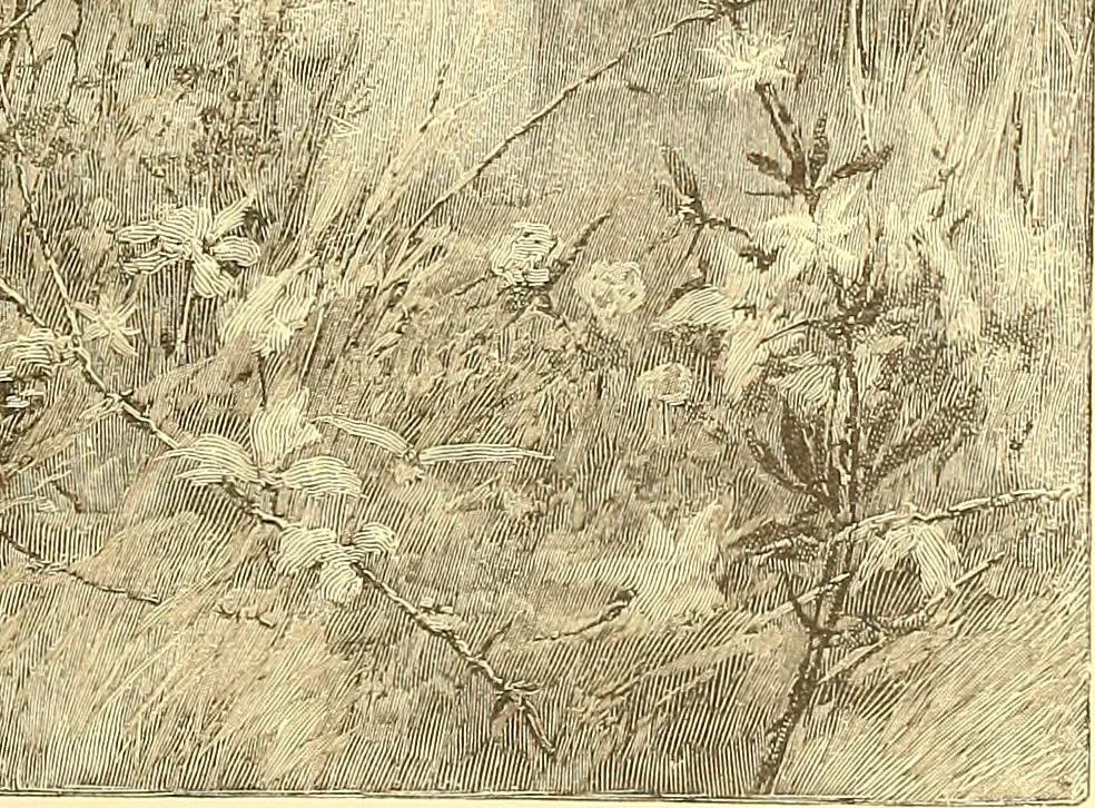 An illustration from American art and American art collections; essays on artistic subjects, 1889, leaf 378