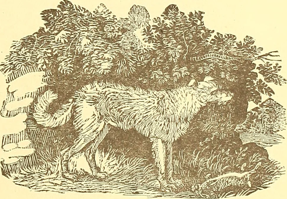 An illustration from American art and American art collections; essays on artistic subjects, 1889, leaf 504