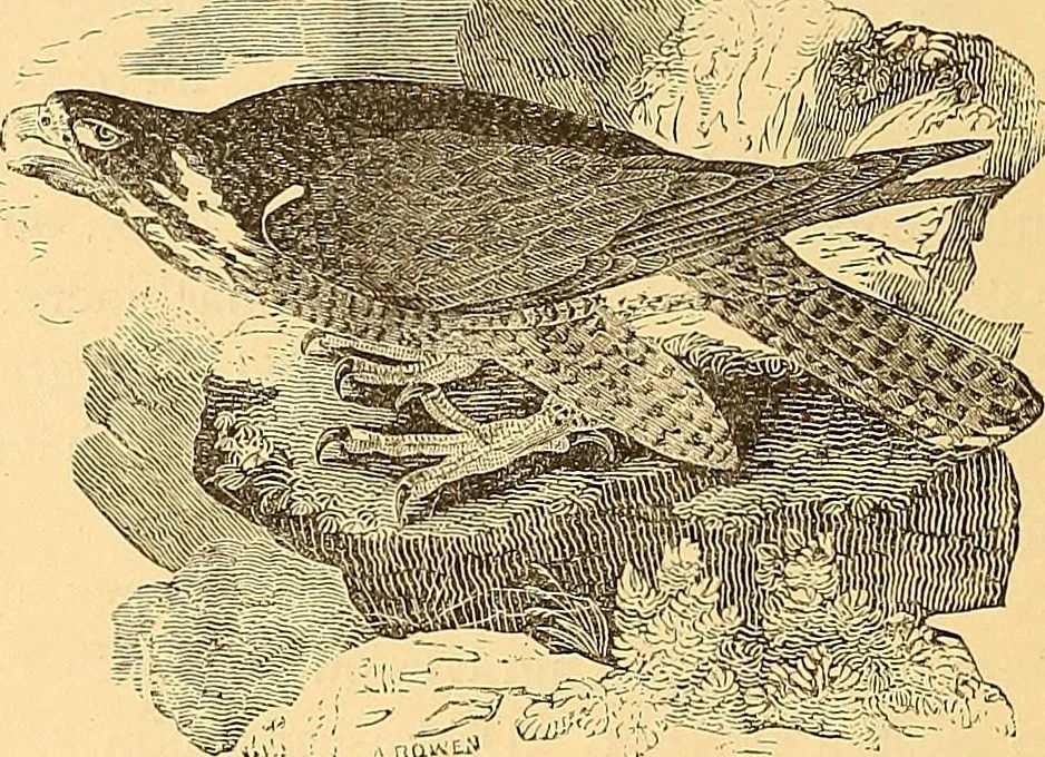 An illustration from American art and American art collections; essays on artistic subjects, 1889, leaf 517