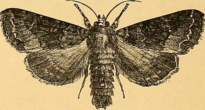 An illustration from American art and American art collections; essays on artistic subjects, 1889, leaf 577