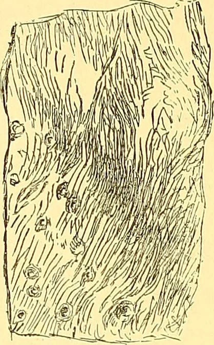 An illustration from American art and American art collections; essays on artistic subjects, 1889, leaf 105
