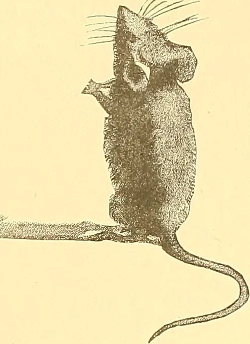 An illustration from American art and American art collections; essays on artistic subjects, 1889, leaf 16