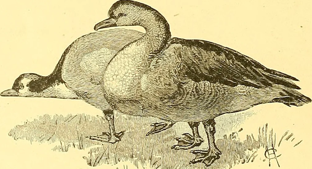 An illustration from American art and American art collections; essays on artistic subjects, 1889, leaf 463