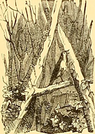 An illustration from American art and American art collections; essays on artistic subjects, 1889, leaf 484
