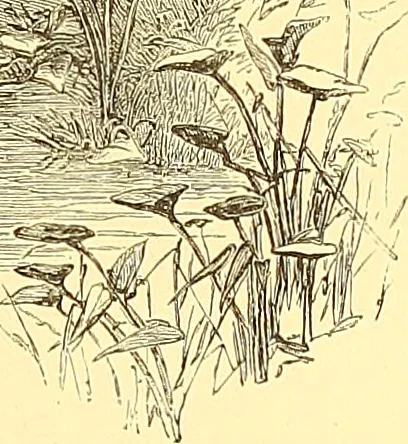 An illustration from American art and American art collections; essays on artistic subjects, 1889, leaf 502
