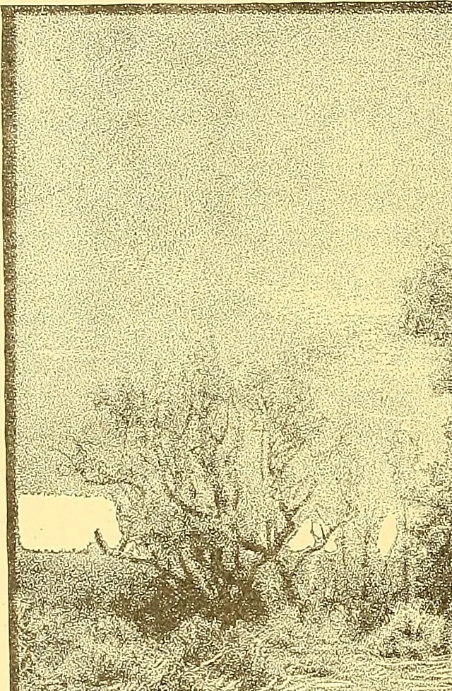 An illustration from American art and American art collections; essays on artistic subjects, 1889, leaf 527
