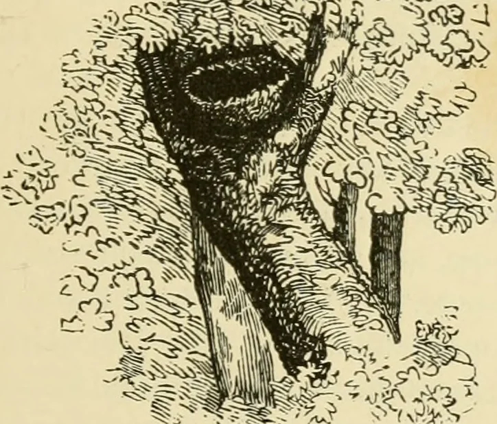 An illustration from The American cottage builder : a series of designs, plans, and specifications, from $200 to $20,000, for homes for the people ; together with warming, ventilation, drainage, painting and landscape gardening, 1876, leaf 18