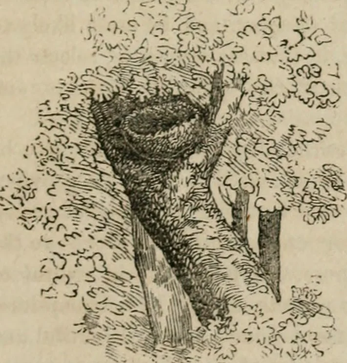An illustration from The American cottage builder: a series of designs, plans, and specifications, from $200 to $20,000. For homes for the people. Together with warming, ventilation, drainage, painting, and landscape gardening, 1854, leaf 18