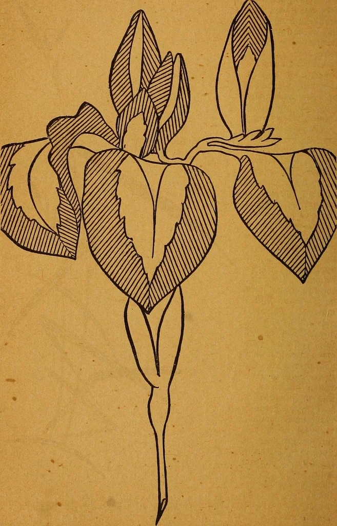 An illustration from The American domestic cyclopædia, a volume of universal ready reference for American women in American homes, 1890, leaf 103