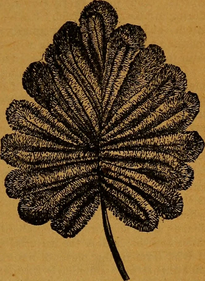An illustration from The American domestic cyclopædia, a volume of universal ready reference for American women in American homes, 1890, leaf 138