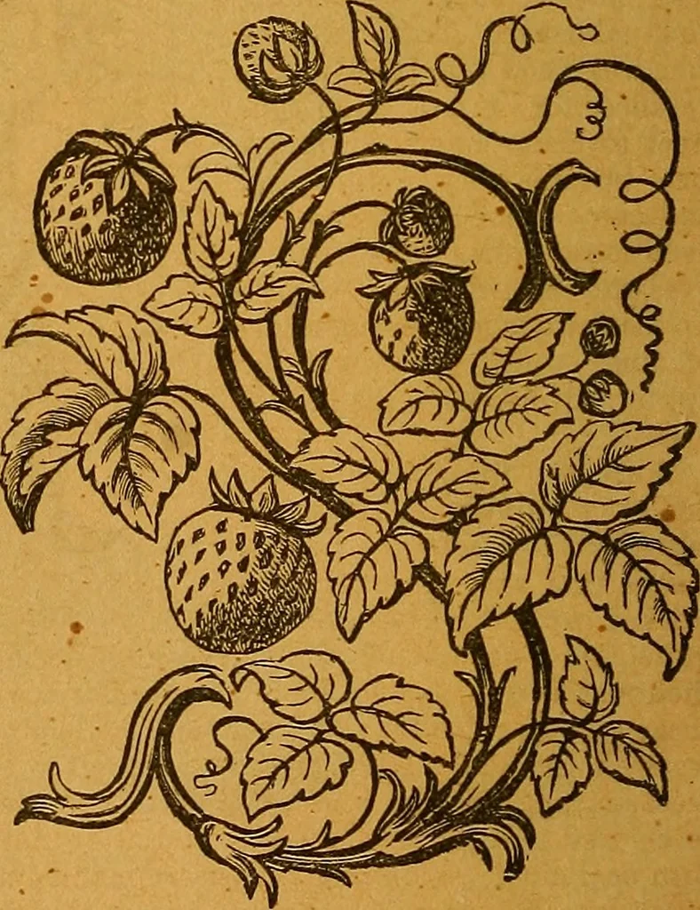 An illustration from The American domestic cyclopædia, a volume of universal ready reference for American women in American homes, 1890, leaf 351