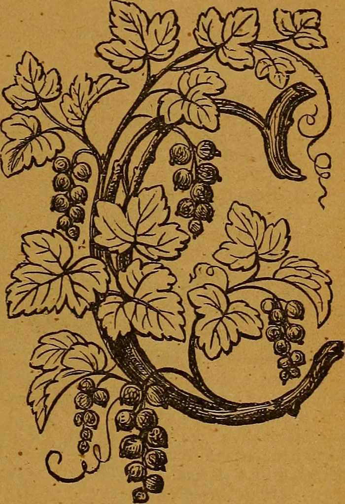 An illustration from The American domestic cyclopædia, a volume of universal ready reference for American women in American homes, 1890, leaf 352