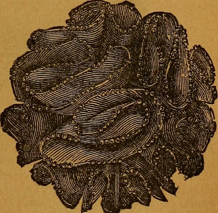 An illustration from The American domestic cyclopædia, a volume of universal ready reference for American women in American homes, 1890, leaf 358