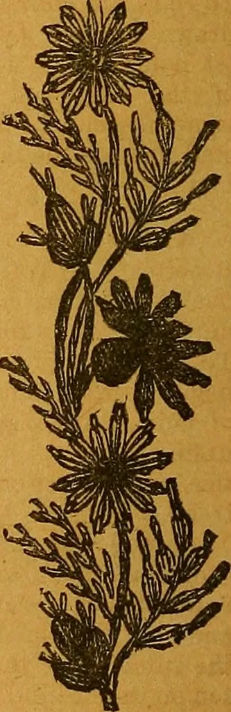 An illustration from The American domestic cyclopædia, a volume of universal ready reference for American women in American homes, 1890, leaf 363