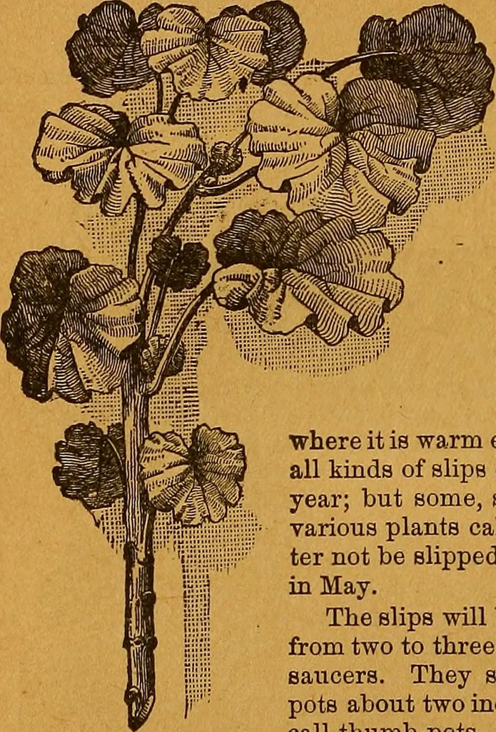 An illustration from The American domestic cyclopædia, a volume of universal ready reference for American women in American homes, 1890, leaf 395