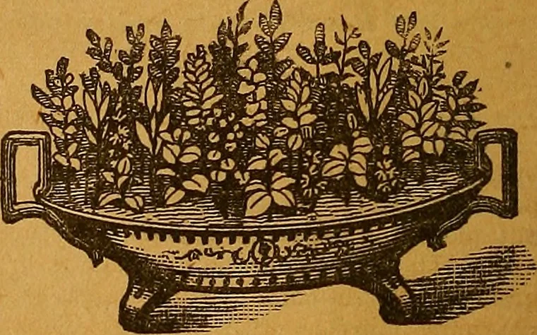 An illustration from The American domestic cyclopædia, a volume of universal ready reference for American women in American homes, 1890, leaf 395