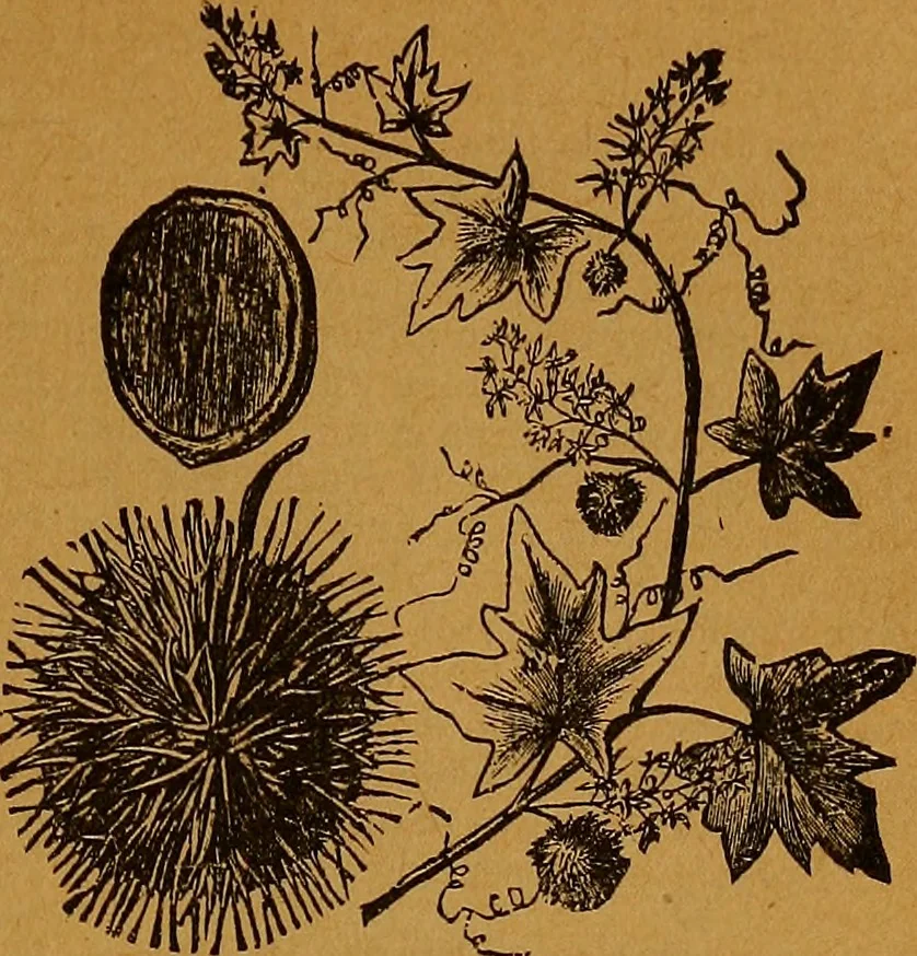 An illustration from The American domestic cyclopædia, a volume of universal ready reference for American women in American homes, 1890, leaf 400