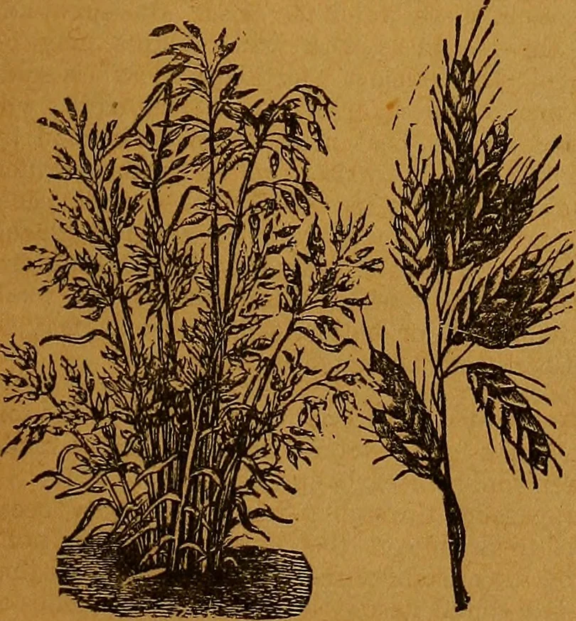 An illustration from The American domestic cyclopædia, a volume of universal ready reference for American women in American homes, 1890, leaf 400