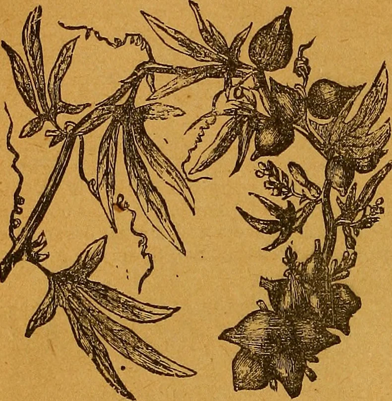 An illustration from The American domestic cyclopædia, a volume of universal ready reference for American women in American homes, 1890, leaf 401