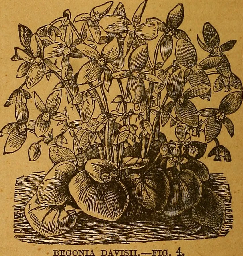 An illustration from The American domestic cyclopædia, a volume of universal ready reference for American women in American homes, 1890, leaf 401
