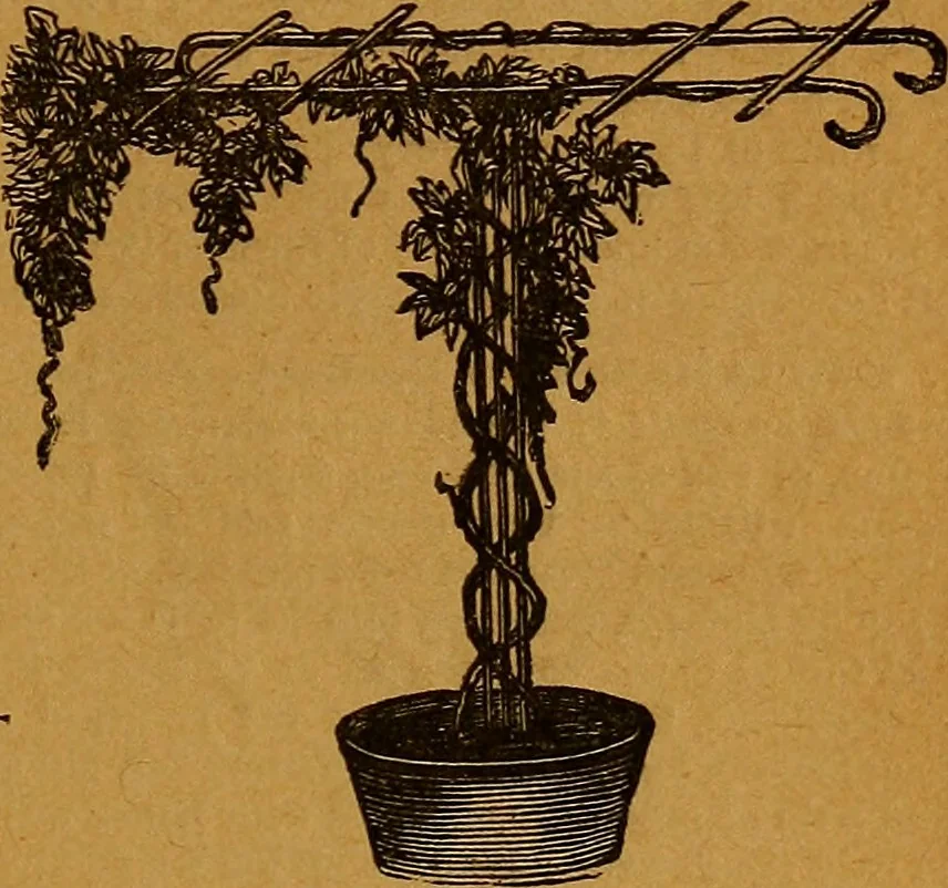 An illustration from The American domestic cyclopædia, a volume of universal ready reference for American women in American homes, 1890, leaf 408