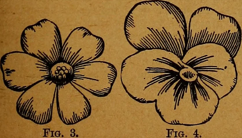 An illustration from The American domestic cyclopædia, a volume of universal ready reference for American women in American homes, 1890, leaf 82