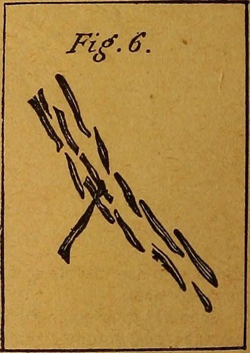 An illustration from The American domestic cyclopædia, a volume of universal ready reference for American women in American homes, 1890, leaf 83