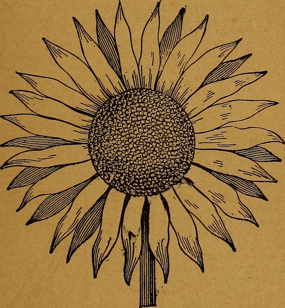 An illustration from The American domestic cyclopædia, a volume of universal ready reference for American women in American homes, 1890, leaf 84